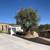🫒 GIANT 150+ YEAR OLD SUPER GNARLY TRUNK OLIVE TREES GIANT SAVIINGS🫒 1 thumbnail