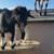 Friendly Nigerian Dwarf/Fainting Goat Doe 1 thumbnail