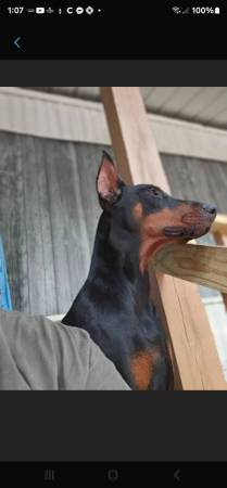 Cachorros AKC Dobie (Ginebra)64015188845185122