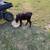 9 calves 10 thumbnail