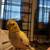 Cockatiel 2 thumbnail