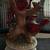 Vintage Ceramic Red Cardinals Figurine/Spinning Music Box 3 thumbnail