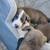 Lab mix puppies 3 thumbnail