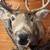 Deer Mount 3 thumbnail