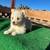 Pomsky 4 thumbnail