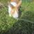 Dutch bunnies 3 thumbnail