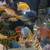 Fish stuff  & cichlids 15 thumbnail