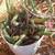 Cacti - Many varieties 4 thumbnail