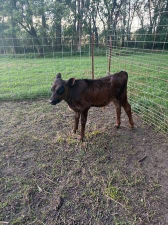 4 Feeder Calves for Sale 1