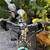 Very Cute NOVARA MOXIE Girl Mountain Bike - 24 Inch 6 thumbnail