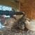 Coturnix Quail 4 thumbnail