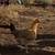 Pullets 2 thumbnail