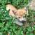 Orange Kitten 1 thumbnail