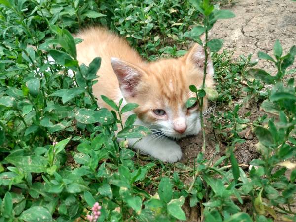 Orange Kitten 1