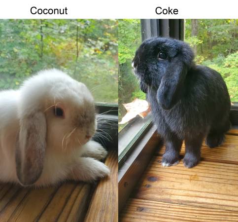 Holland Lop females looking for new home 1