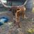 Longhorn heifer 2 thumbnail