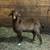 nice boer bucks 2 thumbnail