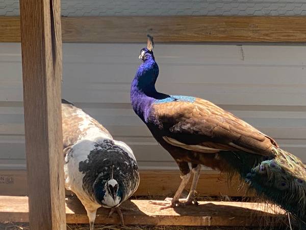 Peafowl. Ducks. Serama. Mini phoenix.564510224895201282