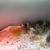 Chickens 1 thumbnail