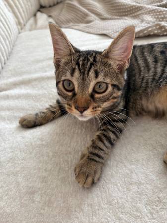 Gatito para reubicar (Isla Staten)63469661961857122