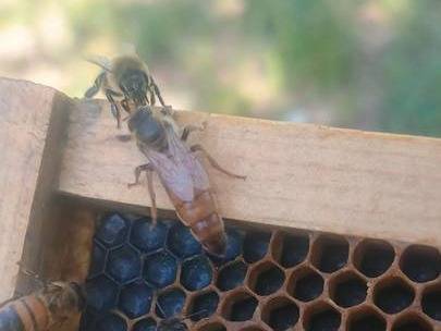 Queen bees 1