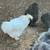 Silkie roosters for sale 1 thumbnail