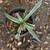 Agave Americana Medio Picta Alba Rooted Live Plant 2 thumbnail