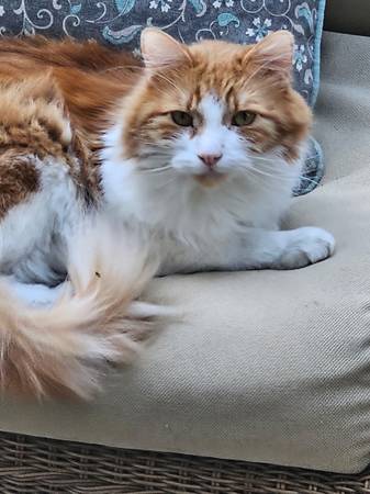 4 year old orange and white cat 1