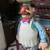 Swedish Kitchen & Muppet Labs 5 thumbnail
