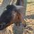 Nubian Goat Stud Service 3 thumbnail