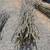 Ocotillo 4 thumbnail
