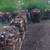 Firewood split black walnut 1 thumbnail