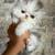 persian kittens 3 thumbnail