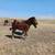 Welsh Pony - 9 month old Gelding 6 thumbnail