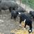 Mini Pigs 12 thumbnail