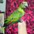 Yellow nape parrots 1 thumbnail