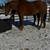 AQHA Geldings and other horses , tack and saddles for sale . 22 thumbnail