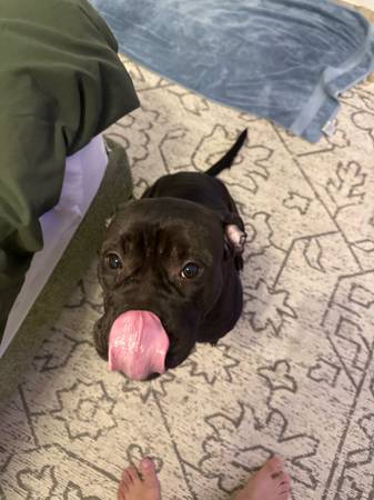 Pitbull Mix Hembra Completa (The Colony)63937540116738121