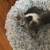Free Kittens 3 thumbnail