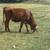 Heifer 2 thumbnail