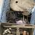 1954 Triumph Tiger Cub basket case 11 thumbnail