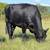 HERD SELLOUT 12 Bred Cows 23 thumbnail