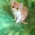 Pure Persian Male Kitten 1 thumbnail