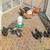 CHICKS 3 thumbnail