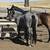 2 yo blue roan filly / Horse 2 thumbnail