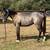 Aqha coming 2 year old 4 thumbnail