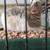 Rehoming 3 rats 2 thumbnail