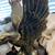 Brass Eagle Statue 2 thumbnail