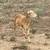 Sheep 5 thumbnail
