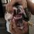 English bulldog Tri Merle 6 thumbnail